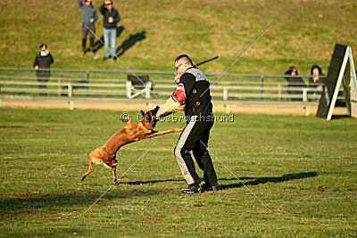 Farun des chiens de travail