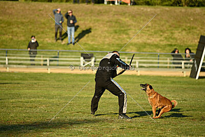 Farun des chiens de travail