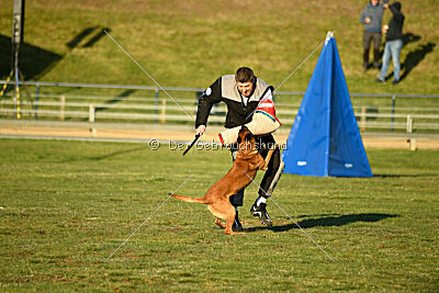 Farun des chiens de travail
