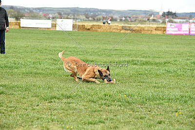 Femy vom schnellen Falken