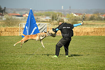 Femy vom schnellen Falken