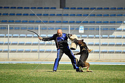 Feniks vom Haus Pixner