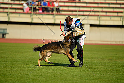 Feniks vom Haus Pixner