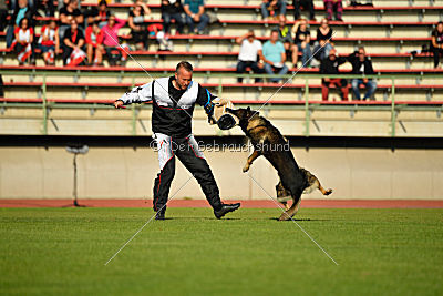 Feniks vom Haus Pixner