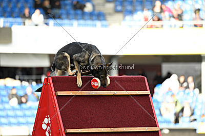 Fenix von der Eisspitzen