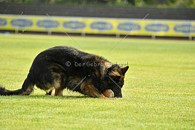 Fero von den Weggefährten