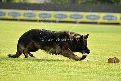 Fero von den Weggefährten