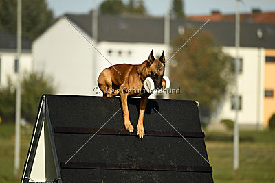 Fiasko vom Haus Mecki