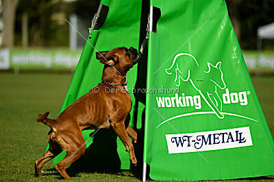 Figlio von Alt-Bayern