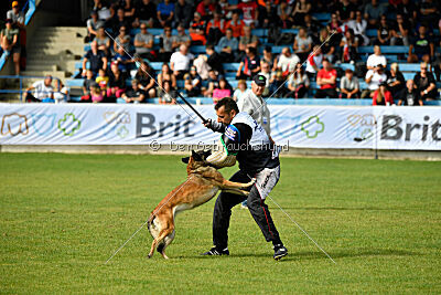 Fiona Marshall Dogs