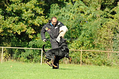 Fips vom Glockenturm