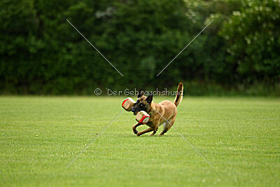 Fire vom schnellen Falken