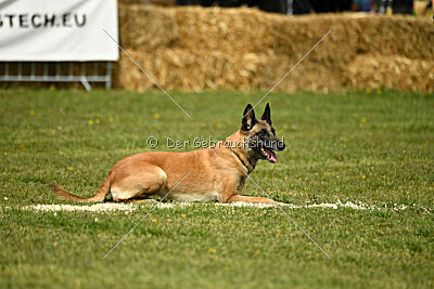 Fire vom schnellen Falken