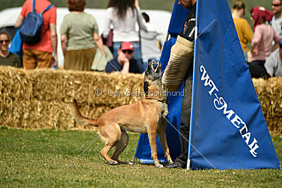 Fire vom schnellen Falken