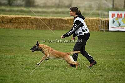 Fire vom schnellen Falken