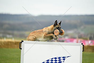 Fire vom schnellen Falken