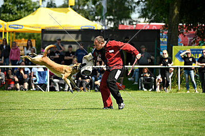 Fire vom schnellen Falken