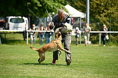 Fire vom schnellen Falken