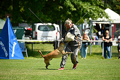 Fire vom schnellen Falken