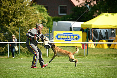Fire vom schnellen Falken