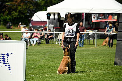 Fire vom schnellen Falken