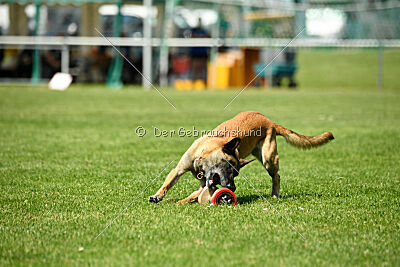Fire vom schnellen Falken