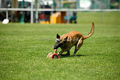 Fire vom schnellen Falken