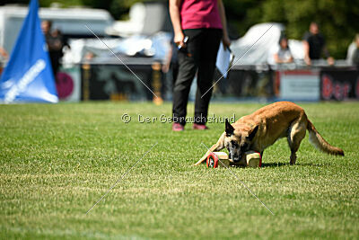 Fire vom schnellen Falken