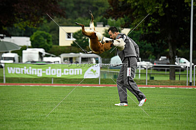 Fire vom schnellen Falken