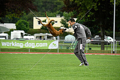 Fire vom schnellen Falken