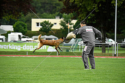 Fire vom schnellen Falken