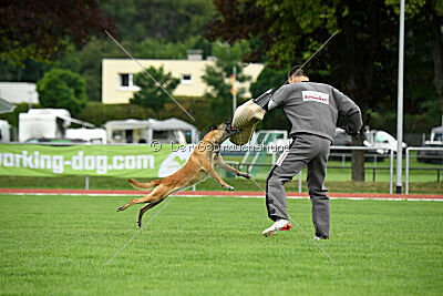 Fire vom schnellen Falken