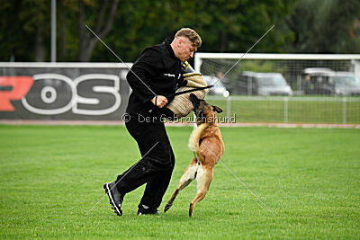 Fire vom schnellen Falken