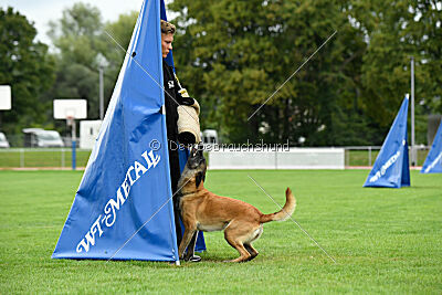 Fire vom schnellen Falken