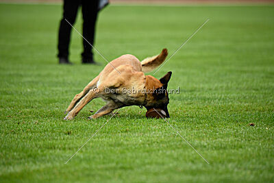 Fire vom schnellen Falken