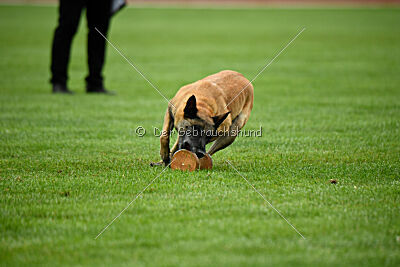 Fire vom schnellen Falken