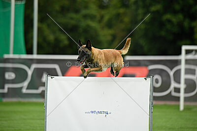 Fire vom schnellen Falken