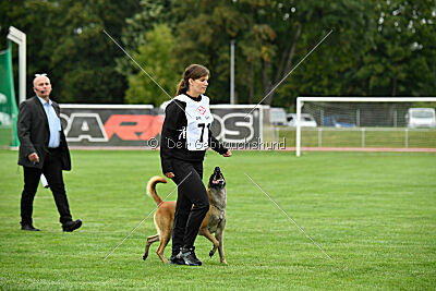 Fire vom schnellen Falken