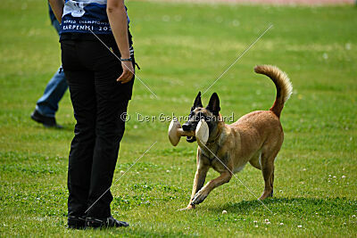 Fire vom schnellen Falken