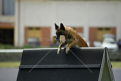 Fire vom schnellen Falken