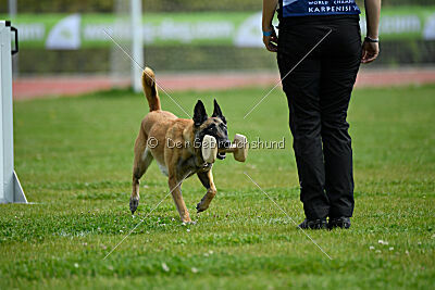 Fire vom schnellen Falken