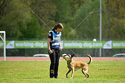 Fire vom schnellen Falken