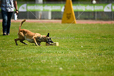 Fire vom schnellen Falken