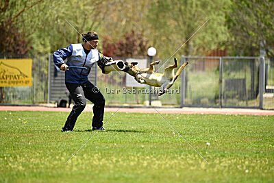Fire vom schnellen Falken
