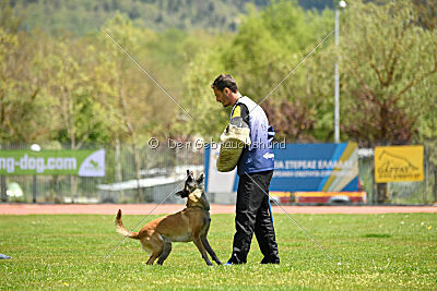 Fire vom schnellen Falken
