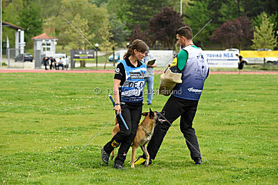 Fire vom schnellen Falken