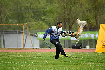 Fire vom schnellen Falken