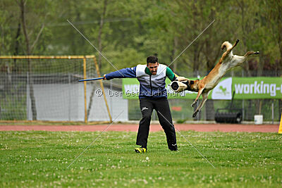 Fire vom schnellen Falken