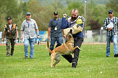 Fire vom schnellen Falken