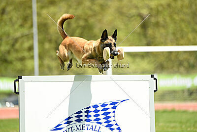 Fire vom schnellen Falken